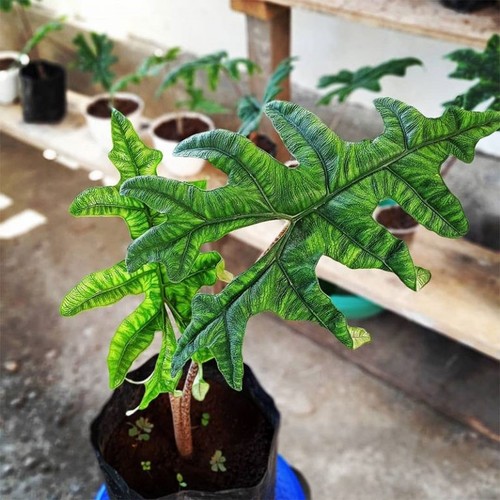 Alocasia sp - alocasia,