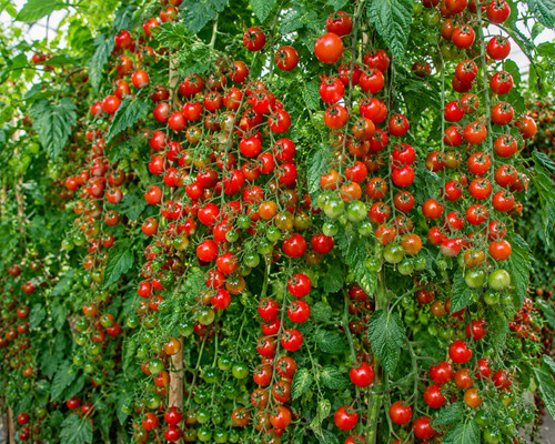 Tomatensamen sweetie 100 - 'sweetie',