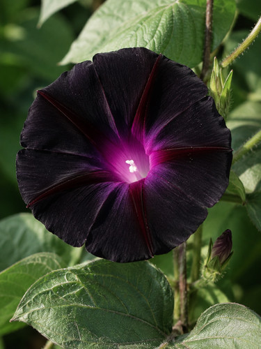 Ipomoea purpurea kniola - ipomoea, kniola's